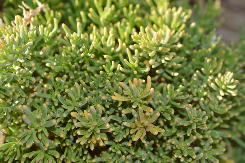 Aimara rollinsii photo 6