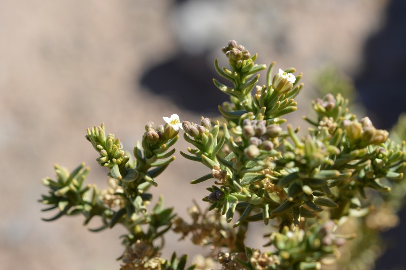 Aimara rollinsii photo 7