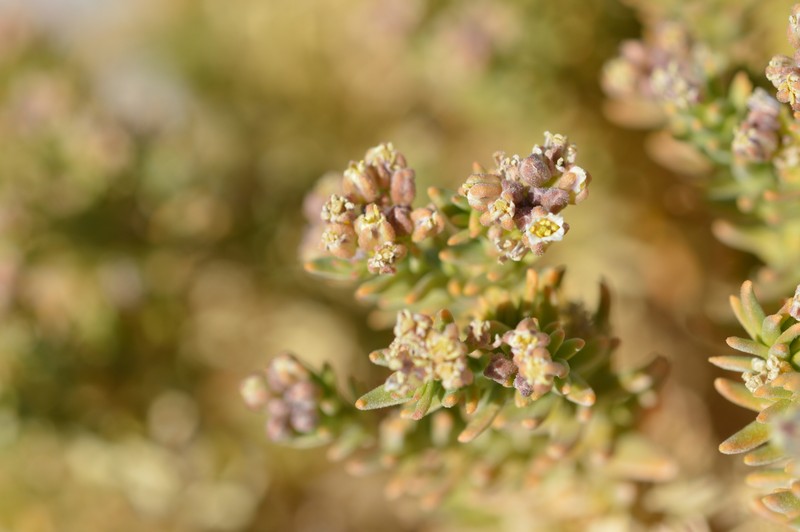 Aimara rollinsii photo 8