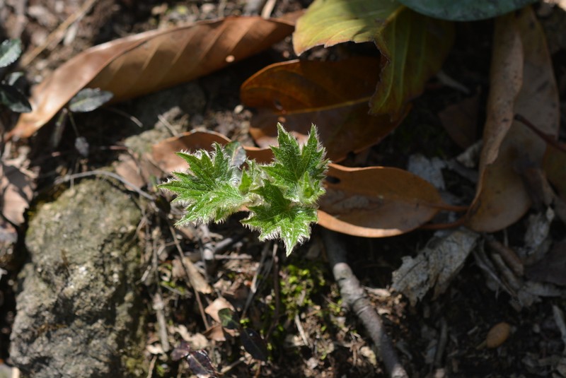 Ainsliaea acerifolia