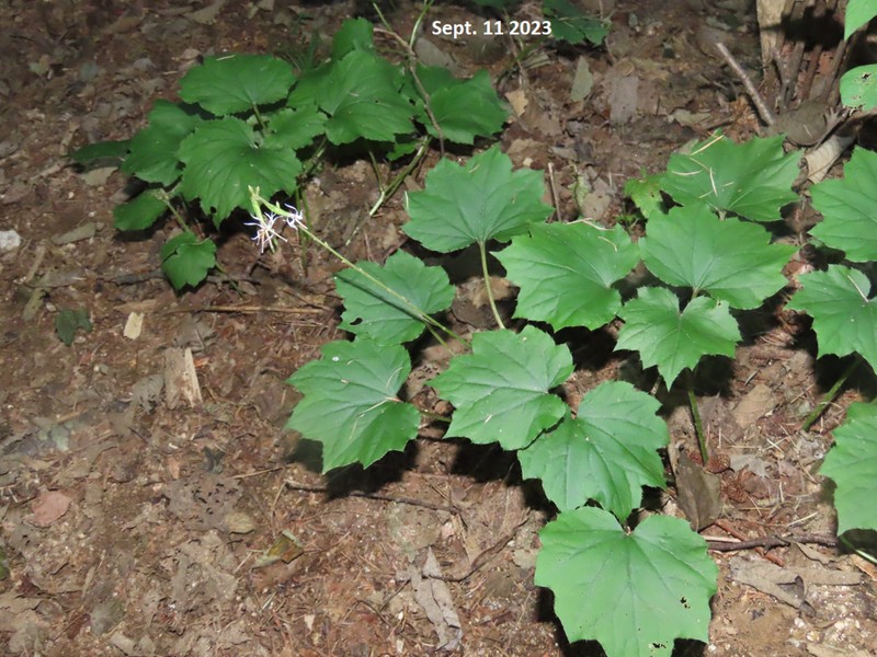 Ainsliaea acerifolia photo 2