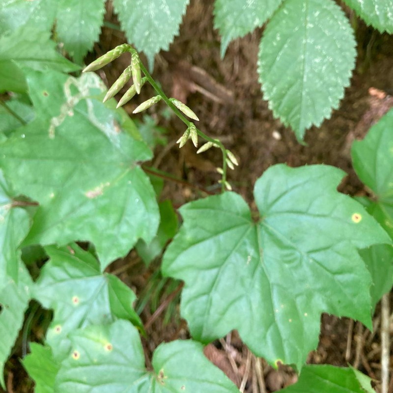 Ainsliaea acerifolia photo 3