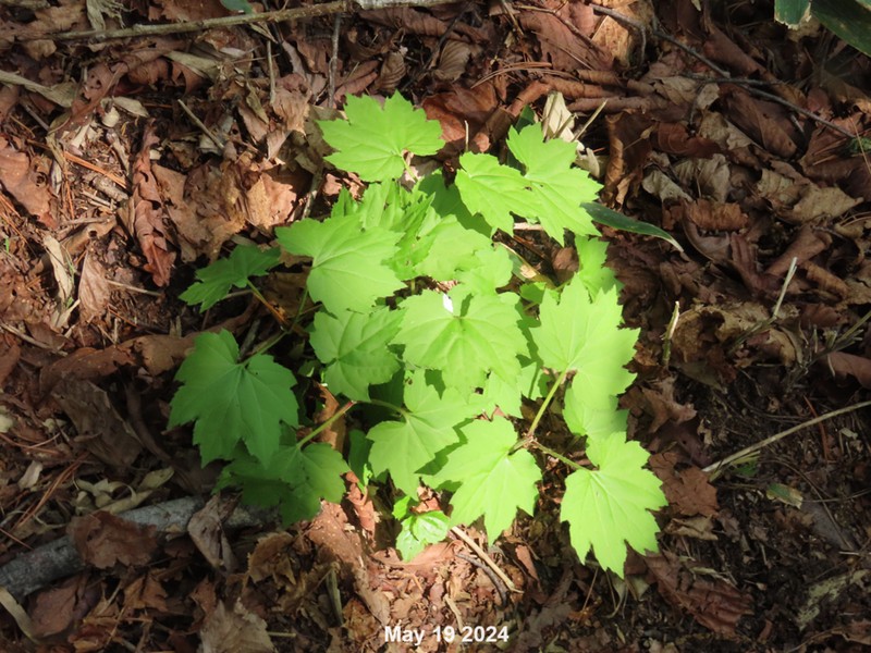 Ainsliaea acerifolia photo 5