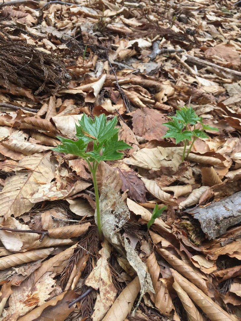 Ainsliaea acerifolia photo 6