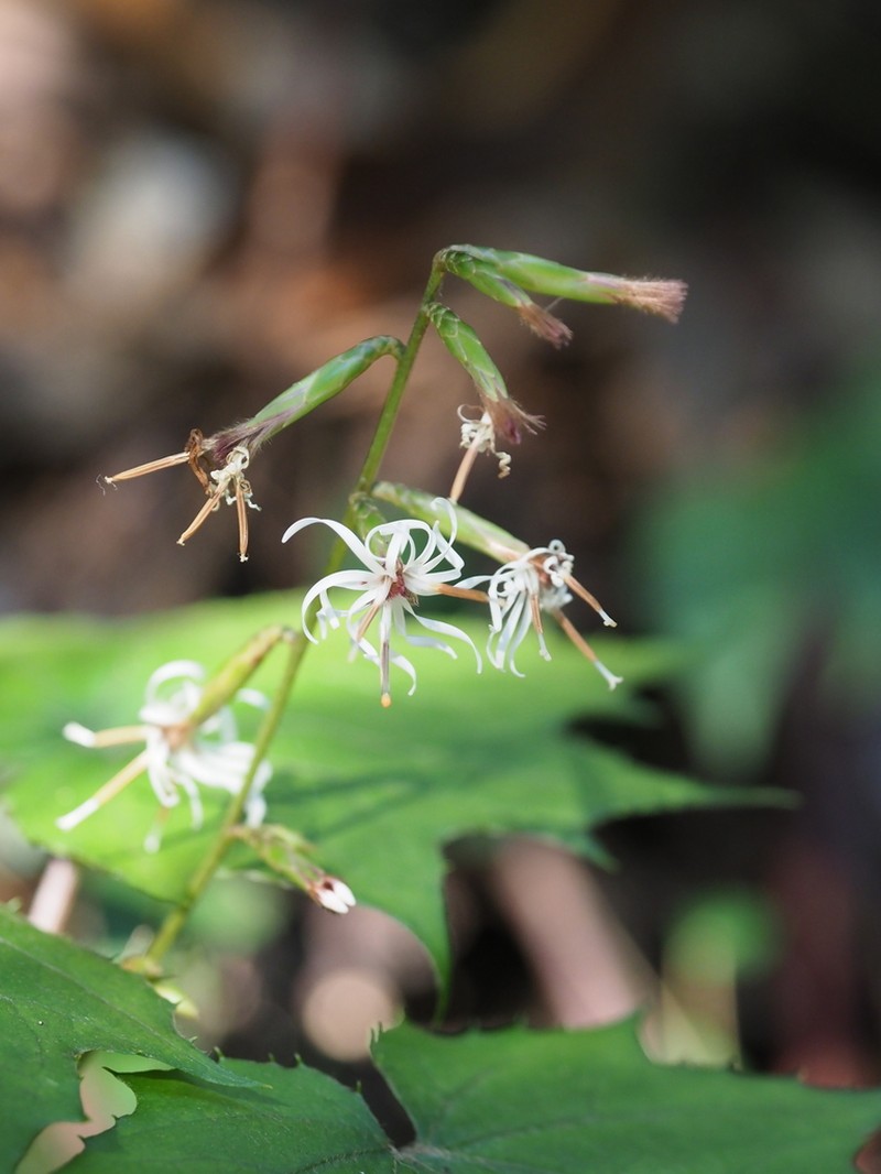Ainsliaea acerifolia photo 7