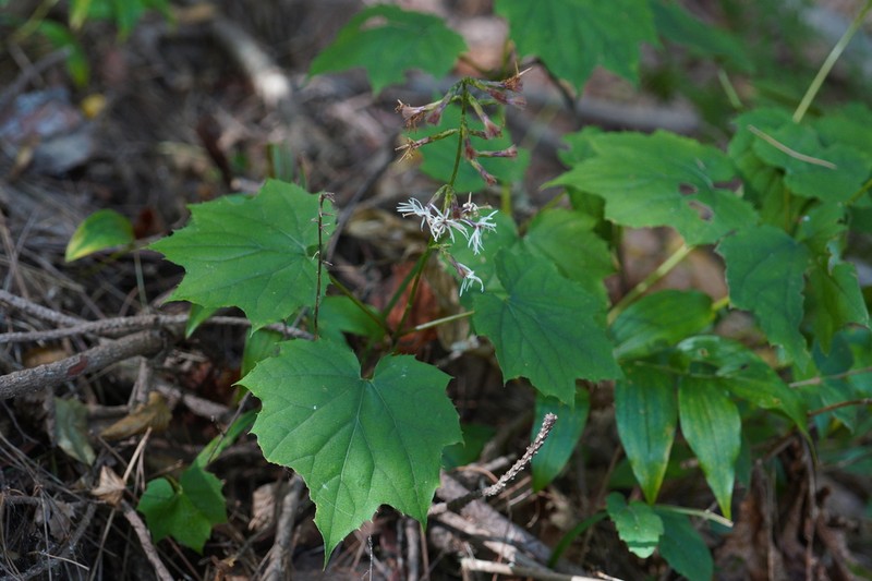Ainsliaea acerifolia photo 8