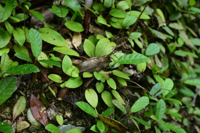 Ainsliaea angustata