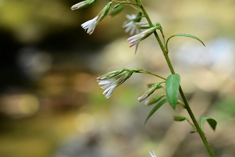 Ainsliaea angustata photo 3