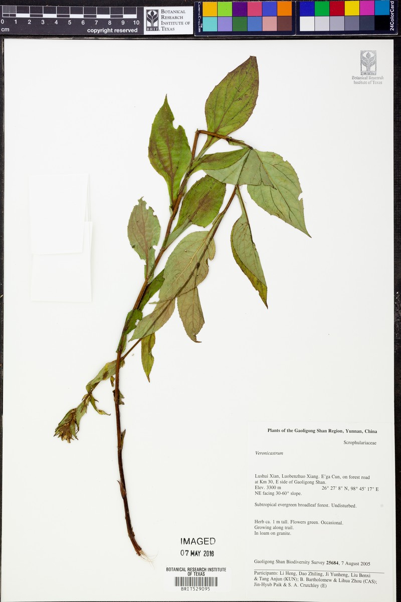 Ainsliaea angustifolia