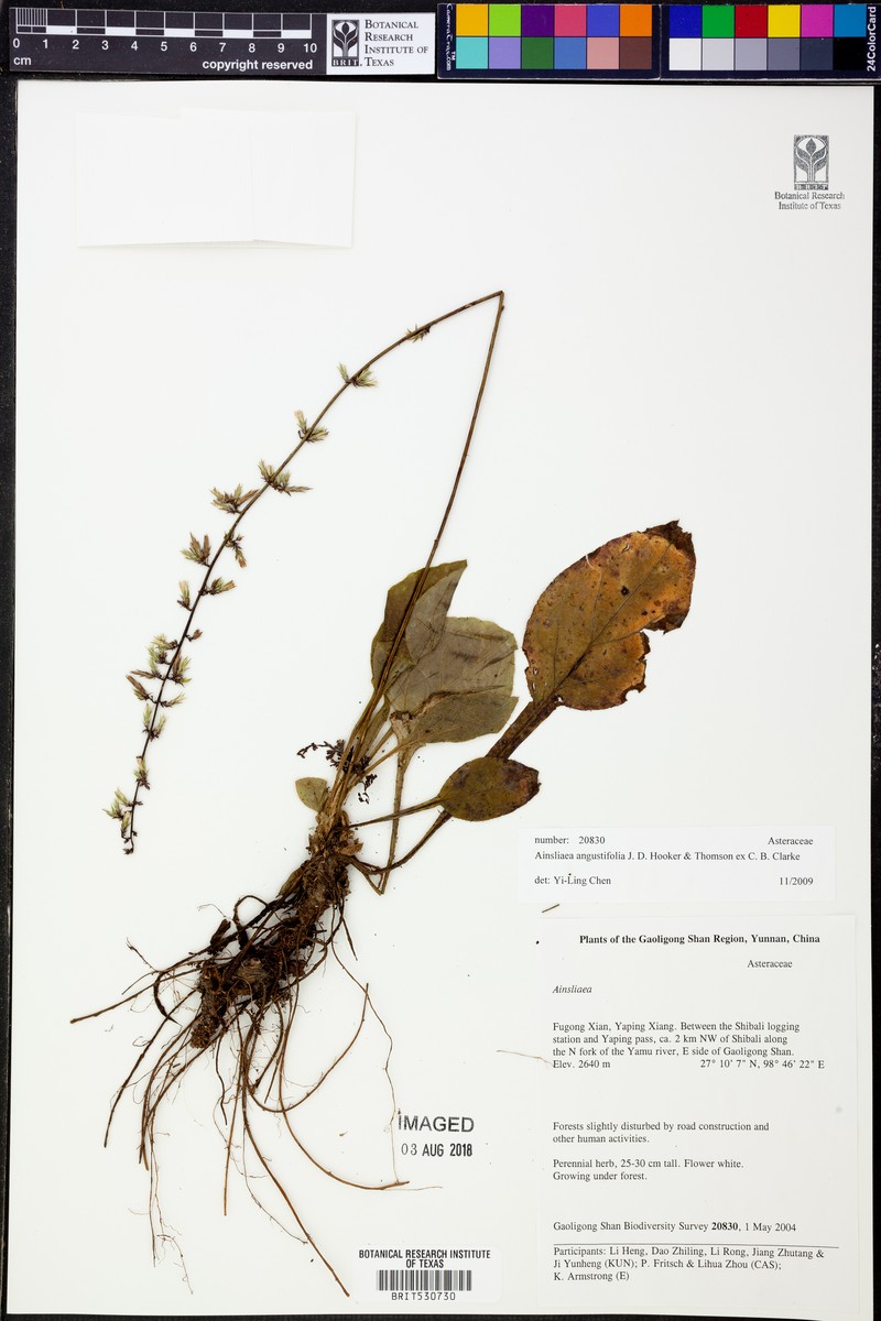 Ainsliaea angustifolia photo 2