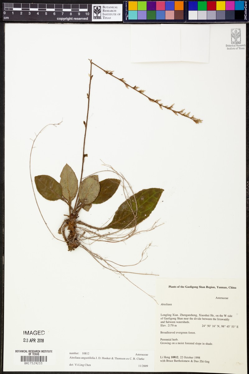 Ainsliaea angustifolia photo 3