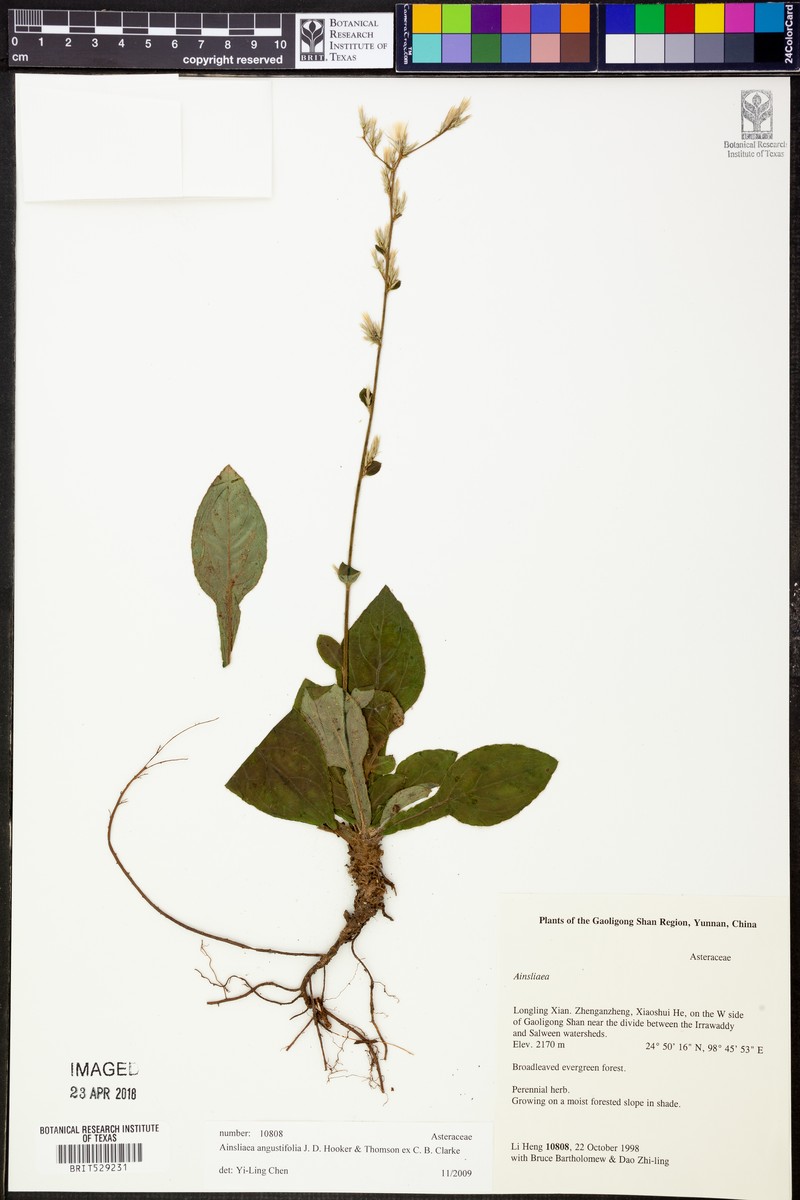 Ainsliaea angustifolia photo 4