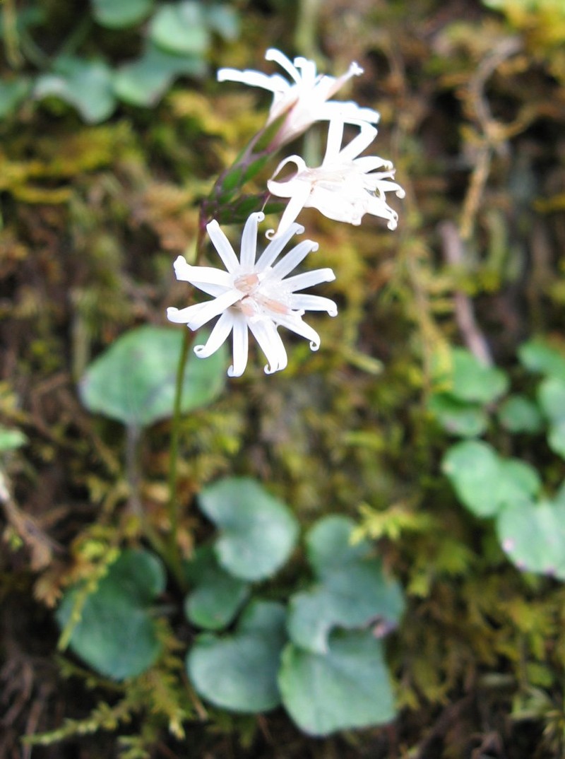 Ainsliaea apiculata