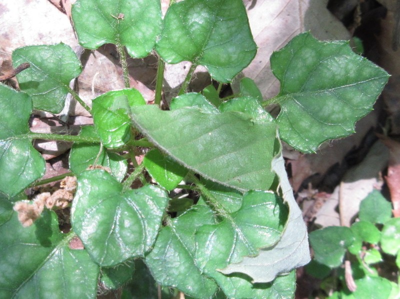 Ainsliaea apiculata photo 2