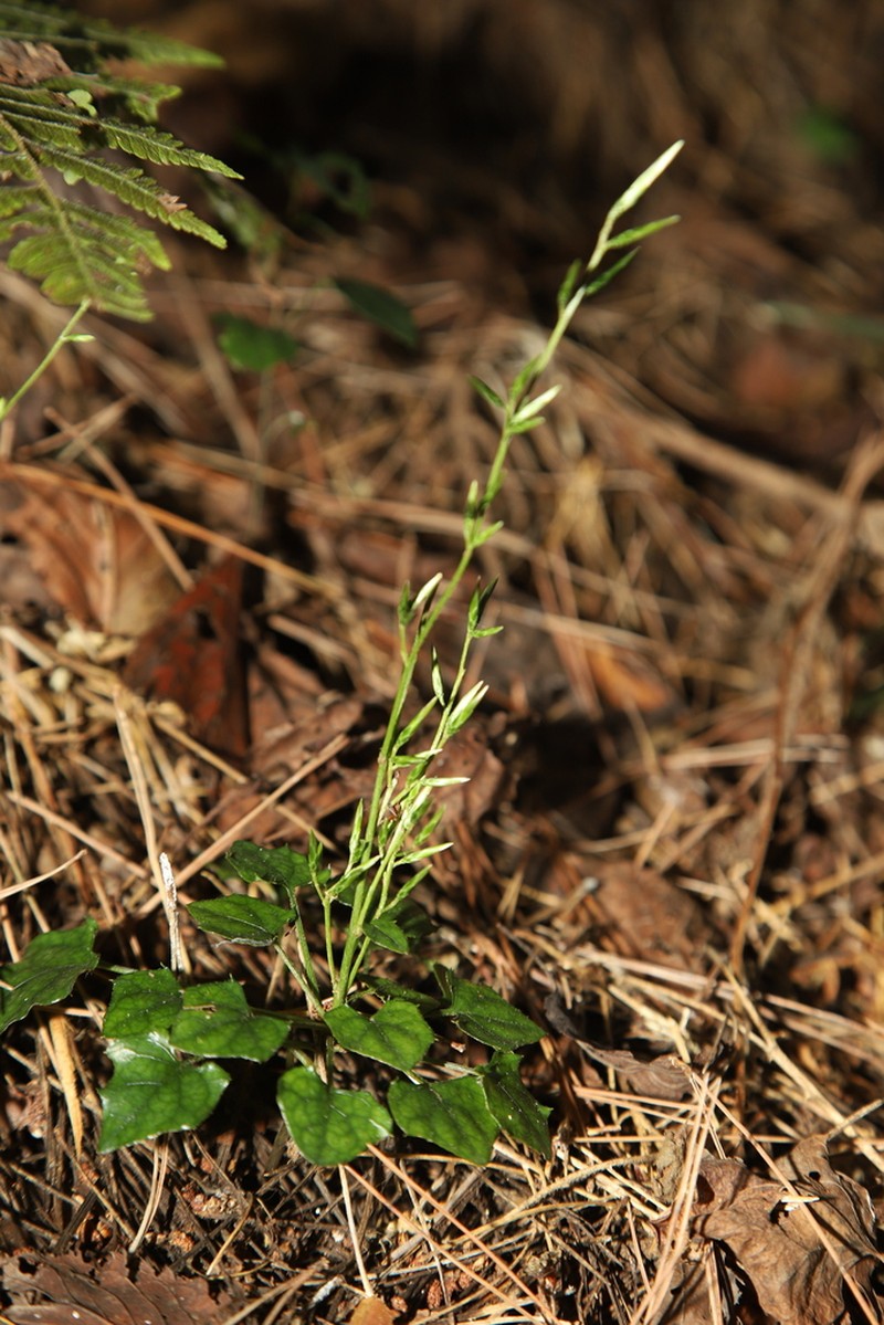 Ainsliaea apiculata photo 5