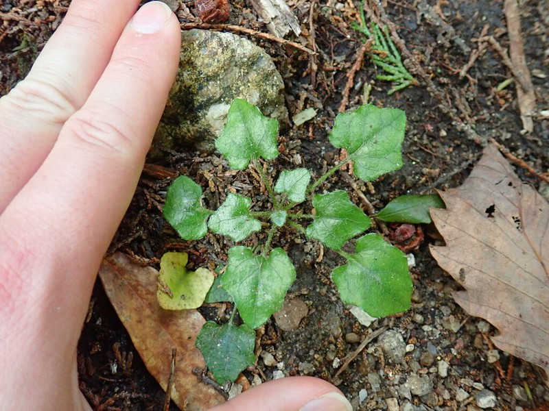 Ainsliaea apiculata photo 6