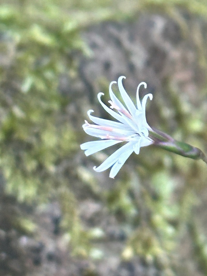 Ainsliaea apiculata photo 8