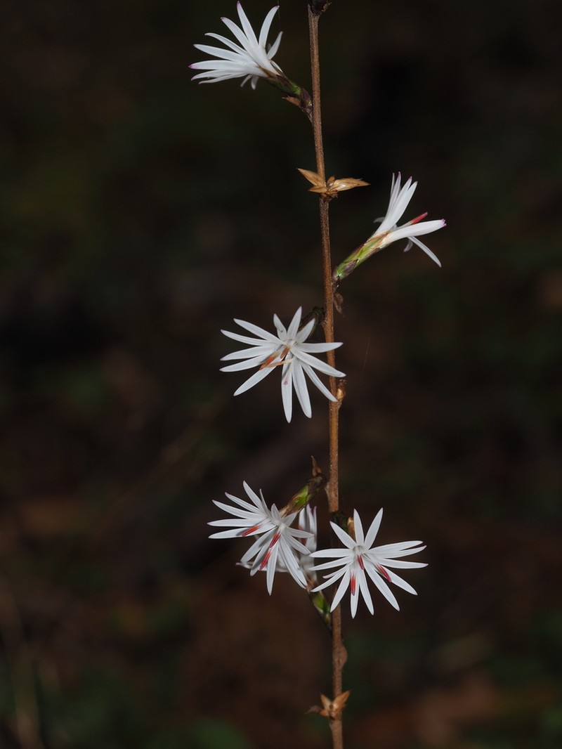 Ainsliaea aptera photo 2