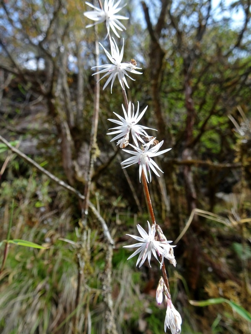 Ainsliaea aptera photo 4
