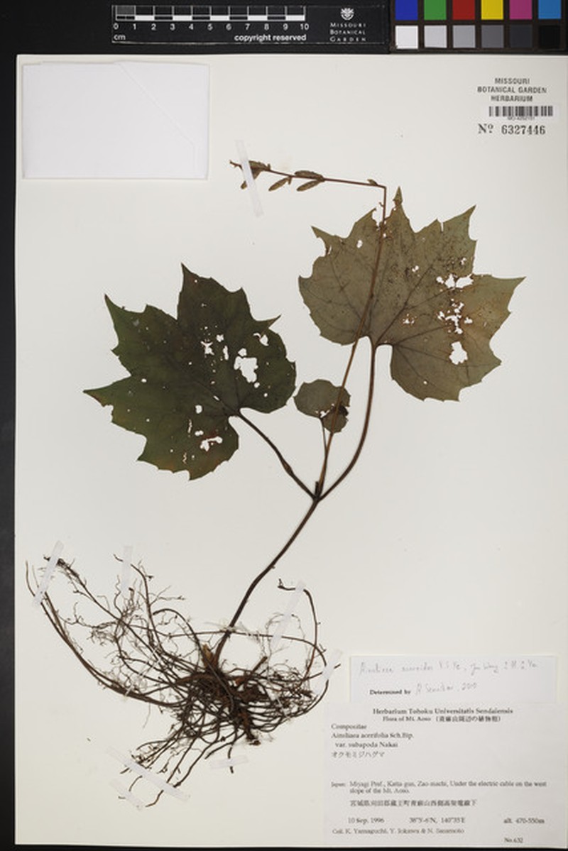 Ainsliaea asaroides
