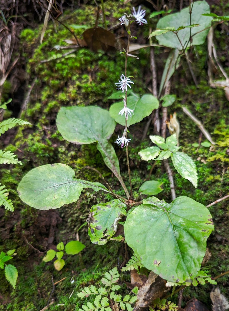 Ainsliaea bonatii