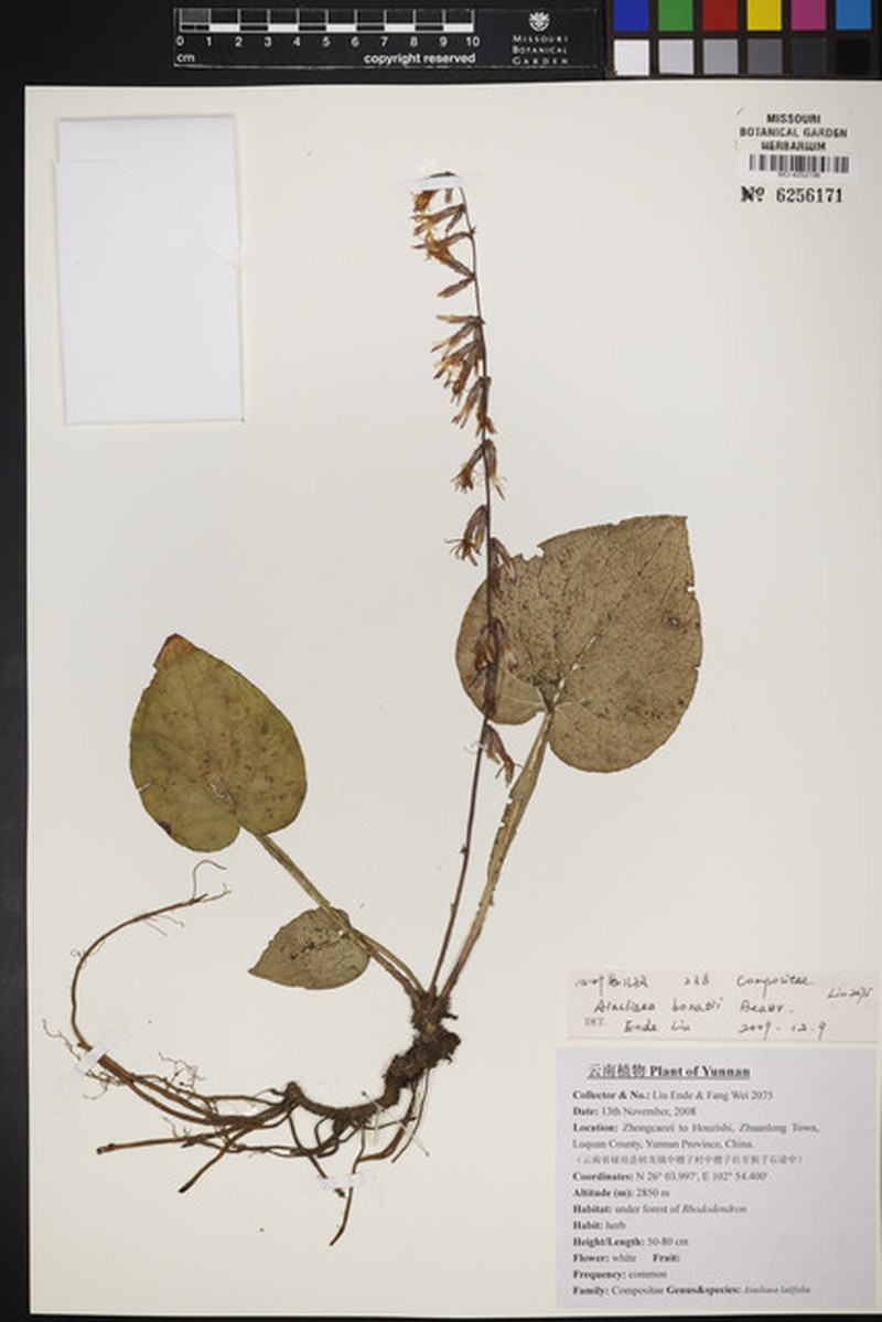 Ainsliaea bonatii photo 3