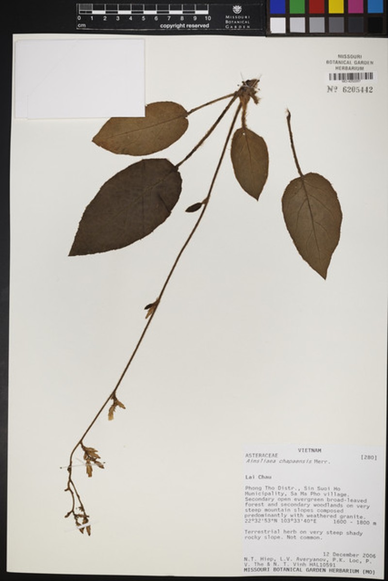 Ainsliaea chapaensis