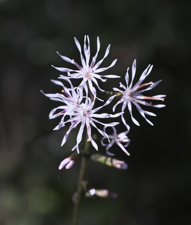 Ainsliaea cordifolia