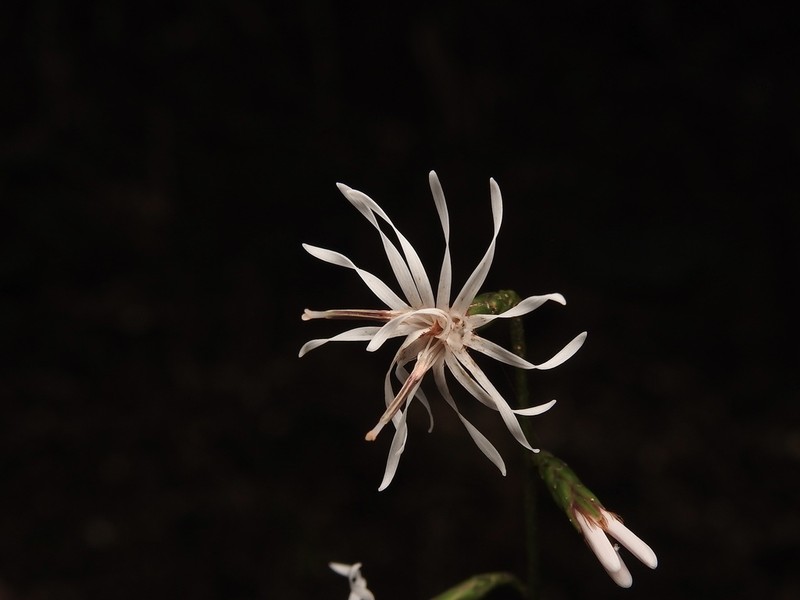 Ainsliaea cordifolia photo 2