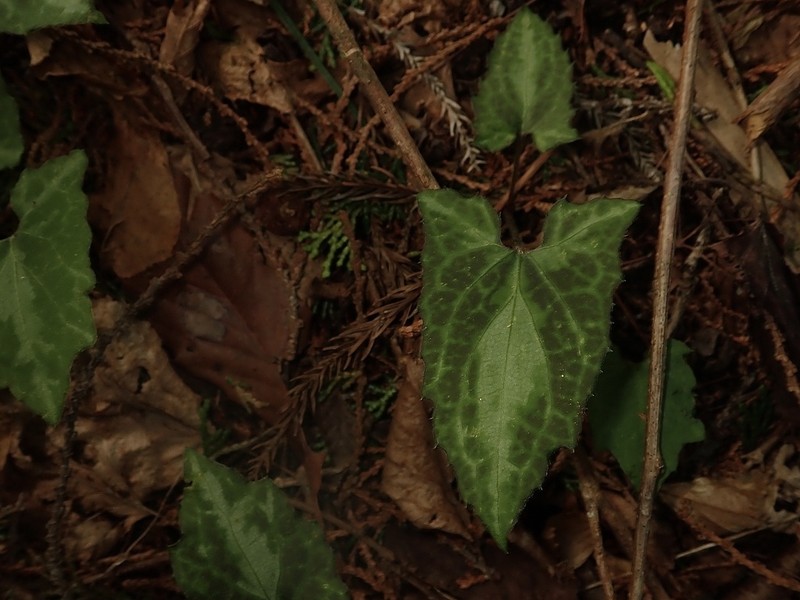 Ainsliaea cordifolia photo 3
