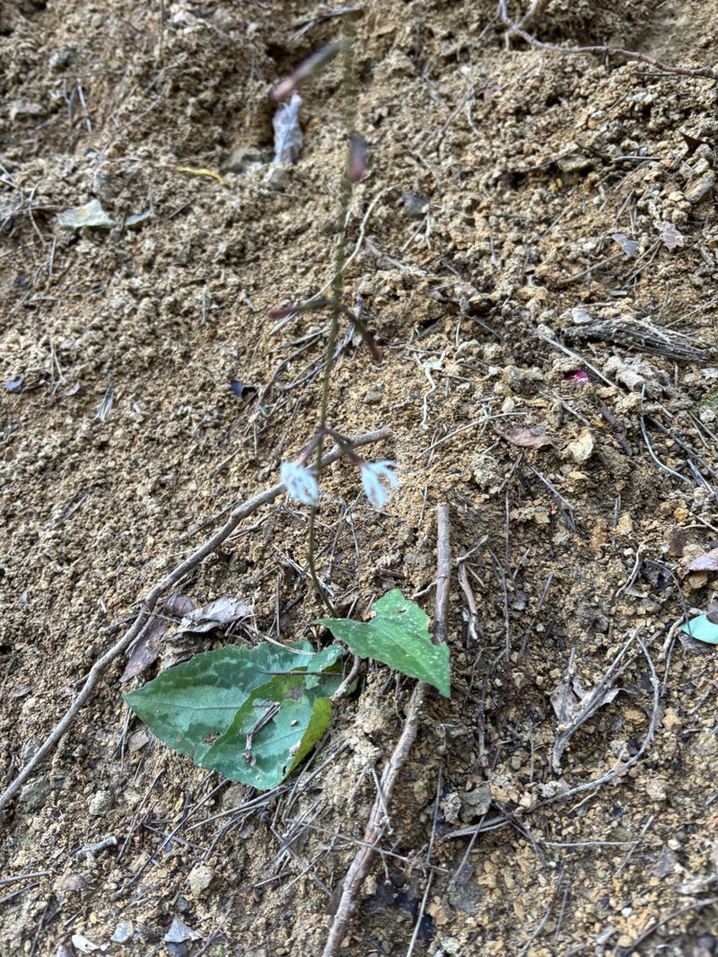 Ainsliaea cordifolia photo 4