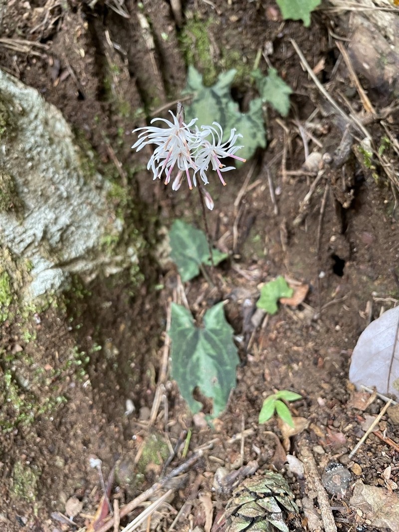 Ainsliaea cordifolia photo 5