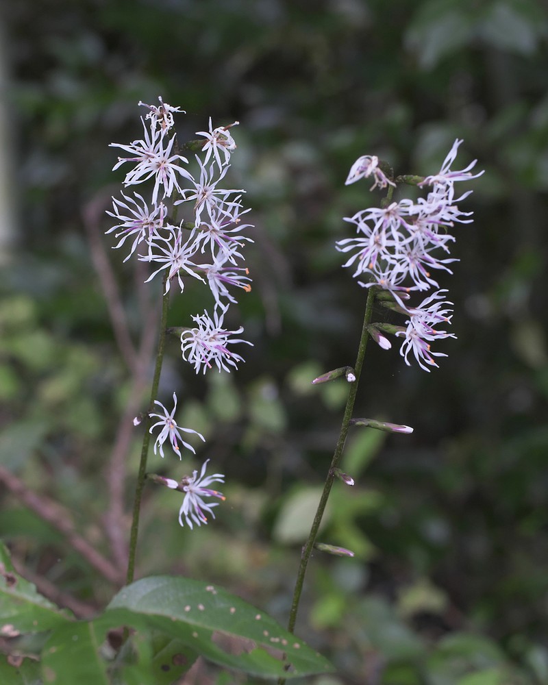 Ainsliaea cordifolia photo 6