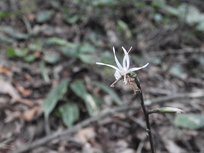Ainsliaea cordifolia photo 7