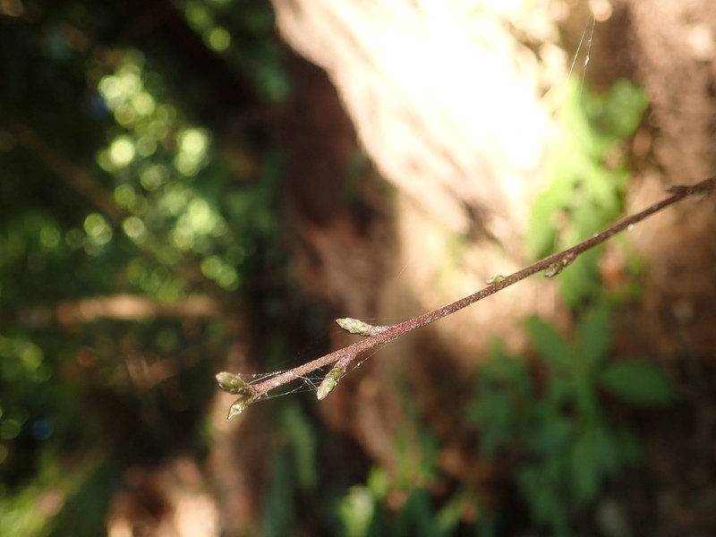 Ainsliaea cordifolia photo 8
