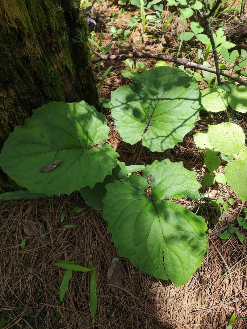 Ainsliaea crassifolia