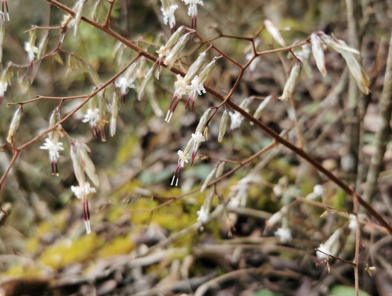 Ainsliaea elegans photo 3