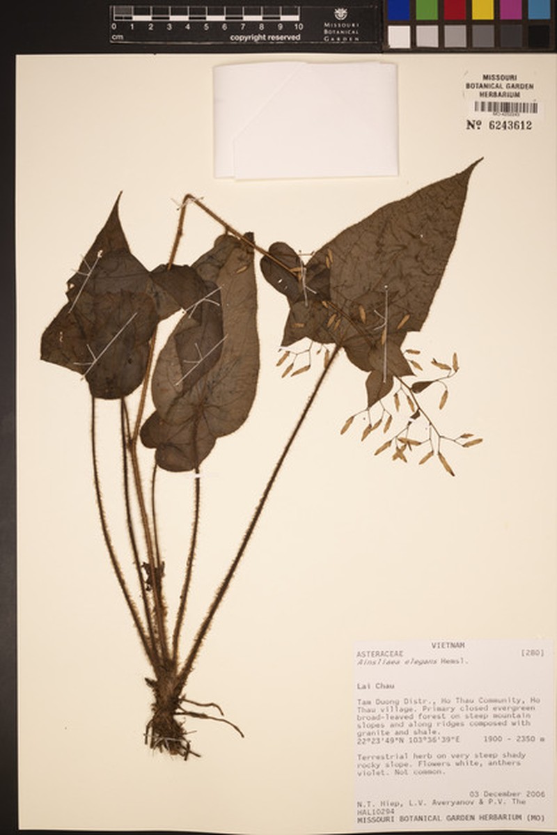 Ainsliaea elegans photo 4