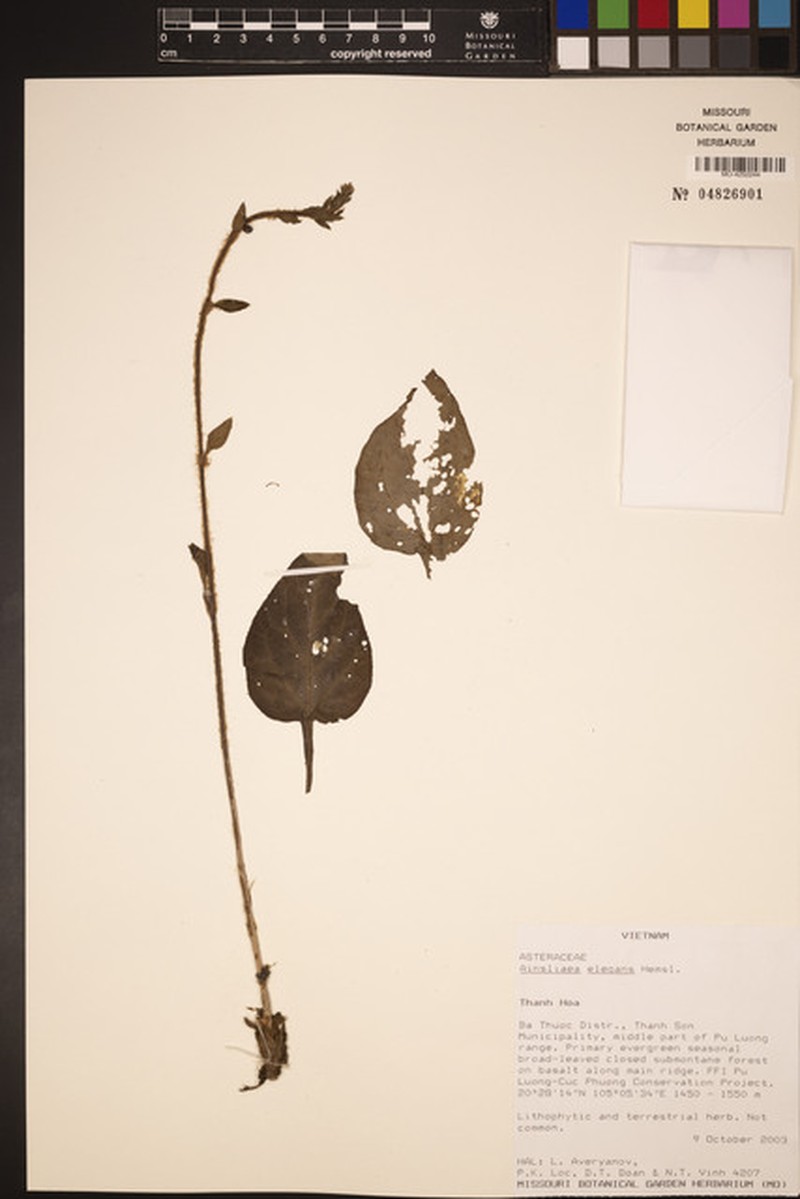 Ainsliaea elegans photo 5