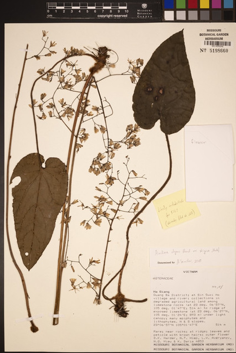 Ainsliaea elegans photo 6