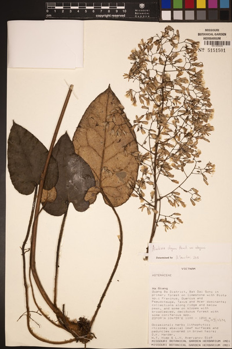 Ainsliaea elegans var. elegans photo 2