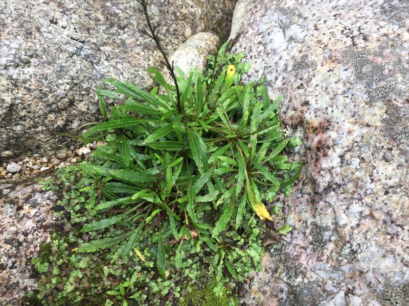 Ainsliaea faurieana photo 2