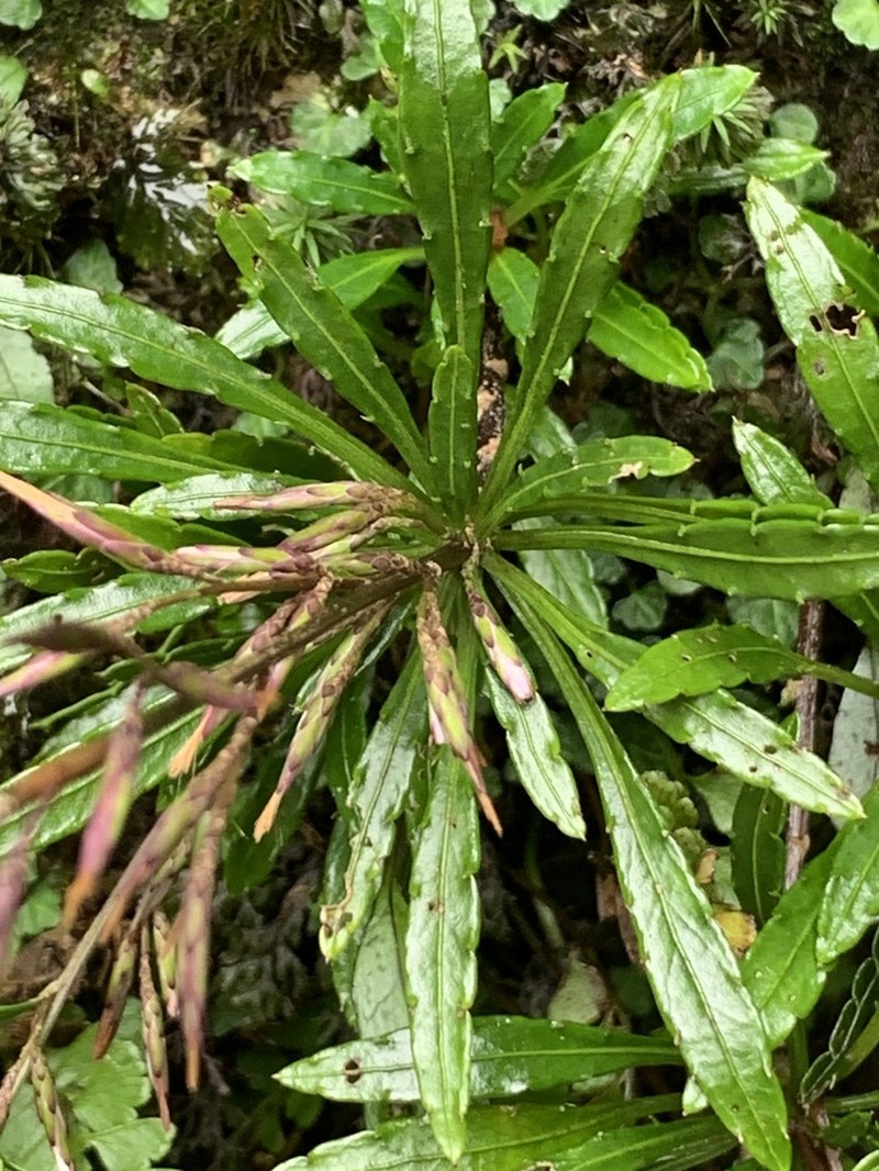 Ainsliaea faurieana photo 3
