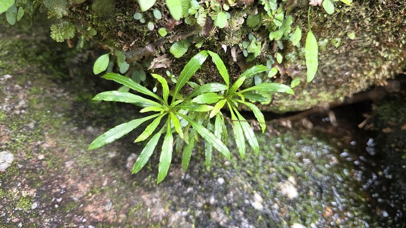 Ainsliaea faurieana photo 5