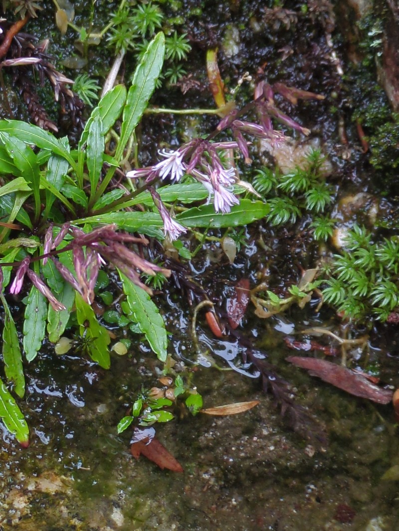 Ainsliaea faurieana photo 6