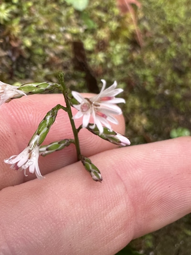Ainsliaea faurieana