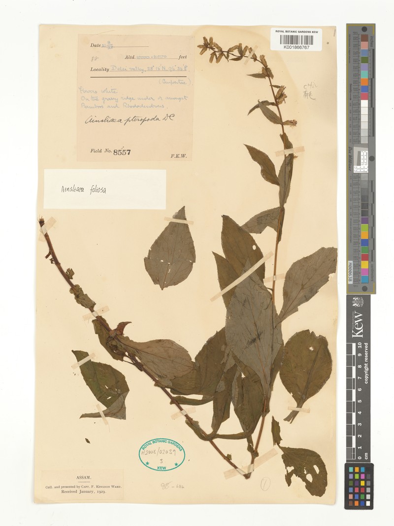 Ainsliaea foliosa