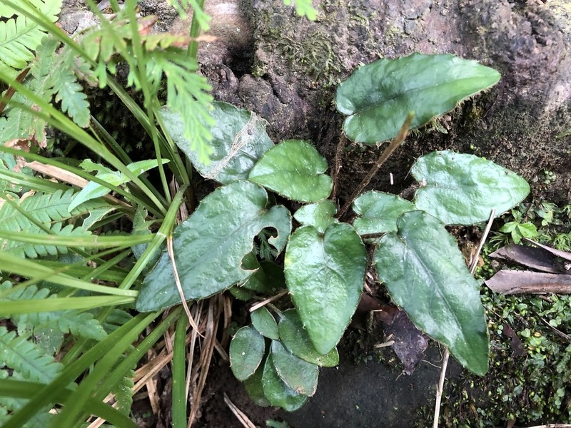 Ainsliaea fragrans