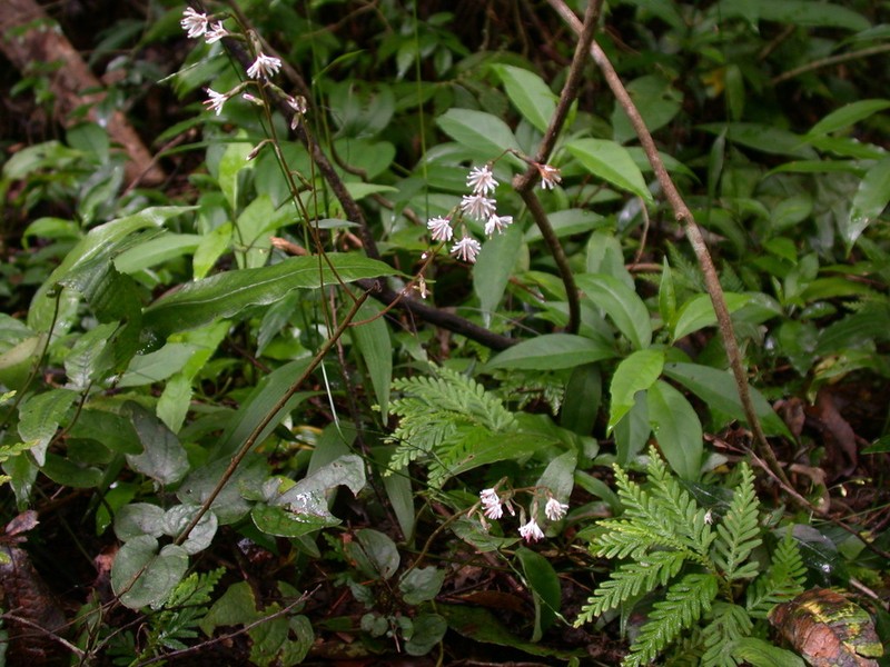 Ainsliaea fragrans photo 2