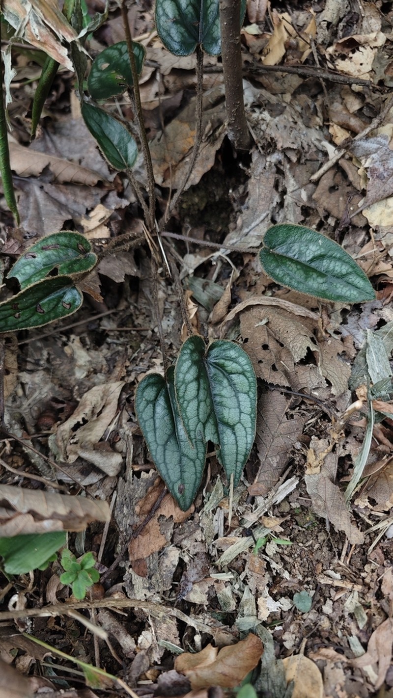 Ainsliaea fragrans photo 3